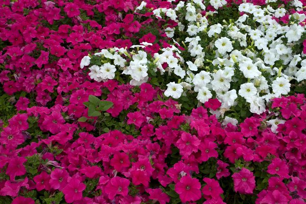 Vendre ou Louer sa maison : comment faire le bon choix ?