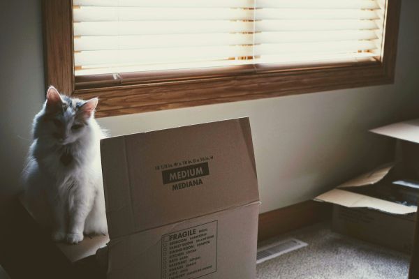 Déménager avec des animaux: le guide complet