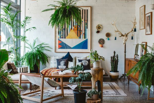 Le rôle des plantes dans la décoration intérieure
