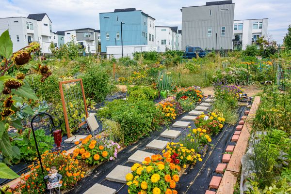 Quelle est la méthode la plus précise pour calculer l'espacement idéal entre les plantes dans un potager urbain surélevé?